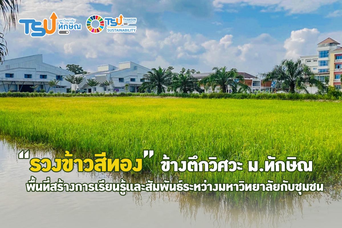 รวงข้าวสีทอง ข้างตึกวิศวะ ม.ทักษิณ พื้นที่สร้างการเรียนรู้และสัมพันธ์ระหว่างมหาวิทยาลัยกับชุมชน